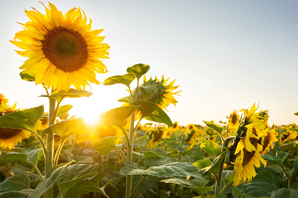 Manfaat Minyak Biji Bunga Matahari Untuk Kulit Remaja 